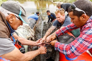 Stu Muir working with Tangata Whenua, and researchers to recover a 500 year old waka for restoration. Stu is fluent in Te Reo, and well respected. Numerous toanga are found by him, Aka Aka, Franklin (54052QF00)