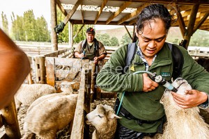 Atihau farm school cadet Kararaina Haami learning sheep drenching while tutor Whetu Mareikura looks on. Te Pa Station, Ohakune, Ruapehu (54195QF00)