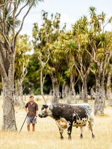 Charlie Matthews with a Speckle Park bull, a breed Waiorongomai helped bring to NZ. Amongst cabbage trees, a feature of Waiorongomai, Waiorongomai, South Wairarapa (54230QF00)