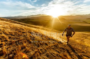 Doug Avery climbing dry drought parched hills in the lowest rainfall area in NZ, beside Lake Grassmere, the southern most evaporative saltworks in the world. Bonavaree Farm, Seddon, Lake Grassmere, Marlborough (54280QF00)