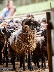 Pitt Island wild sheep ram, farmed organically, on Banks Peninsula, by Roger Beattie, for their fleece, easy care and resilience, Akaroa, Banks Peninsula, Christchurch City (54321QF00)