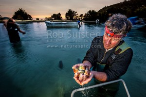 Roger Belton (founder of Southern Clams Ltd) checking Littleneck clams (Austrovenus stutchburyi) harvested from Blueskin Bay, on a pre-dawn start dictated by tides, Dunedin, Dunedin City (54334QF00)