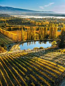 Stone fruit orchards and grape vines at Blackmans on an autumn morning with mist over the Clutha (Mata-Au) River and Clyde beyond. Hinton's orchard in front. Aerial view, Earnscleugh, Alexandra, Central Otago (54382GH00)