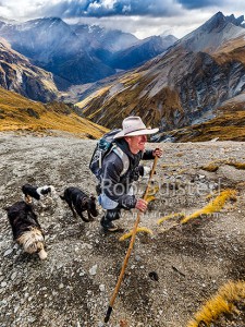 James Murray (station manager) on autumn merino muster top beat (at 1800m) above the Shotover Valley headwaters. Lochnagar behind, Branches Station, Shotover Valley, Queenstown Lakes (54422QF00)