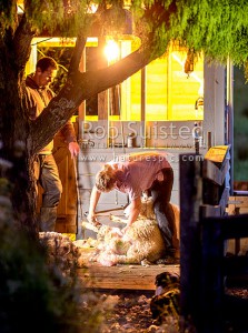 Sam and Emily Welch, shearing on their home stand, under a rimu tree, Waikaretu Valley, Franklin (54448QF00)