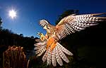 NZ native falcon high speed landing